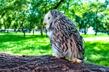A beautiful owl, the Ural Owl, sits on a tree in the forest.