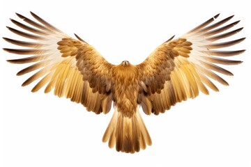 Obraz premium A bird of prey soaring through the air. Suitable for various applications