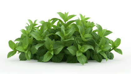 Obraz premium green mint herb isolated on white background