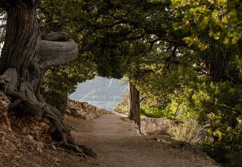 Tunnel Of Trees Along The Transept Trail Along The North Rim Of Grand Canyon