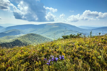 Fototapeta premium Beautiful view of the Ukrainian Carpathians to the mountains and valleys. Rocky peaks and wood of the Carpathians in late summer. Yellow and green grass, and wildflowers on the mountain slopes.