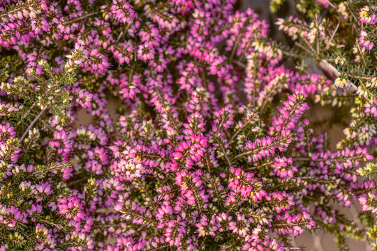 Close-up of pink heather plants for sale in local plant store greenhouse.