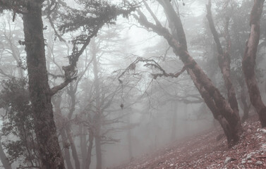 Fog in the forest