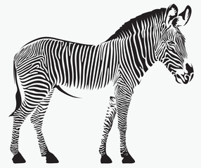 Fototapeta na wymiar vector drawing of a zebra animal. suitable for logo or symbol