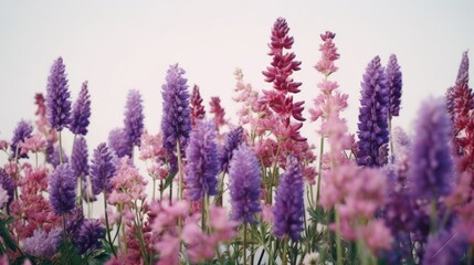 Fototapeta premium A vibrant field filled with an abundance of purple and pink flowers. Perfect for adding a pop of color to any project or design