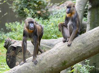 Mandrillus sphinx