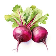 Watercolor-Style beetroot with White Background