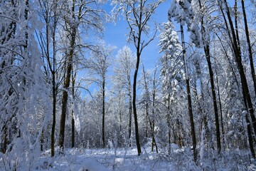 Snow covered deciduous, temperate winter forest