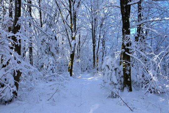Temperate, deciduous forest with snow covered hornbeam (Carpinus betulus) trees