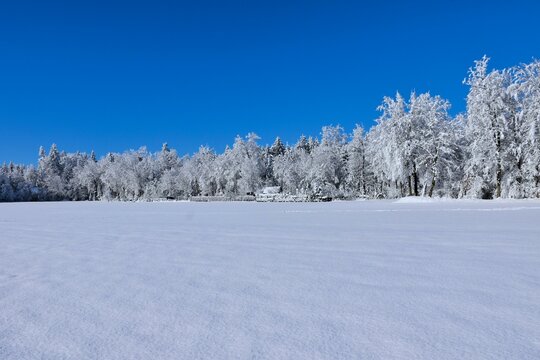 Snow covered field and forest at the edge on a sunny dany