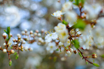 White flowers on the branches of trees in the spring