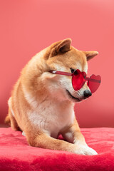 Shiba inu dog with heart shaped sunglasses in it's nose is lying on a soft red plaid. Valentine's day greeting card concept.