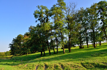 Fototapeta na wymiar Green trees grow on a hill among young grass