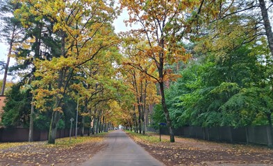Naklejka na ściany i meble Village asphalt road among trees covered with yellow and green leaves in autumn