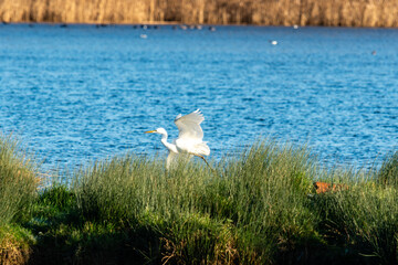 egret