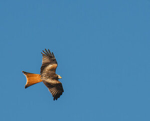 Red  Kite