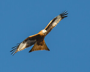Red  Kite