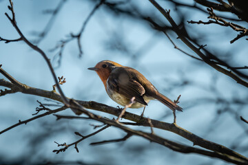 robin on branch
