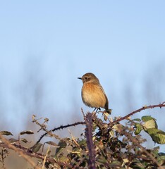 Obraz premium european stonechat bird on a branch 