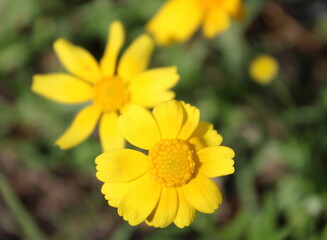 yellow flowers