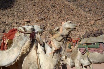 Wadi Rum Valle della Luna Giordania deserto patrimonio unesco - 722479376