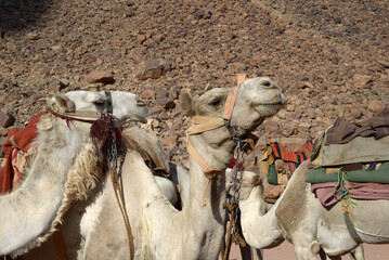 Wadi Rum Valle della Luna Giordania deserto patrimonio unesco - 722479393