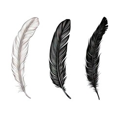 Fototapeta premium Bird Feather Hand Drawn Illustration Isolated on White Background, Elegance Curly Bird Feather