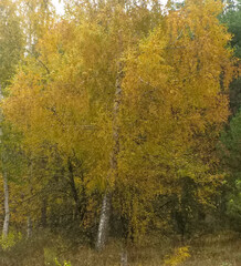 Fototapeta premium Autumn background: birch tree covered with yellow autumn leaves