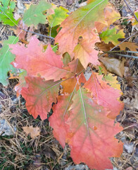 young oak tree in the autumn forest
