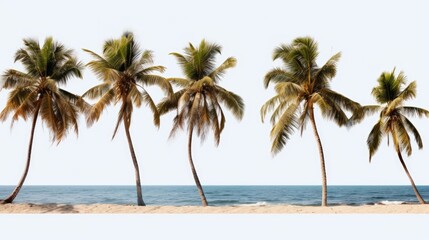 Palm trees lining a beach next to the ocean. Ideal for travel and vacation-themed projects