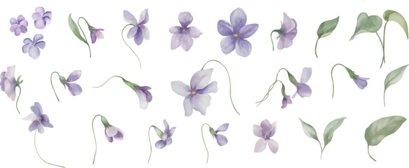 Watercolor floral set with violets. Hand drawn illustration isolated on transparent background. Vector EPS. - obrazy, fototapety, plakaty