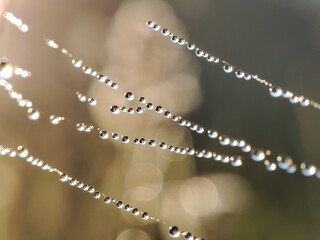 beautiful drops of dew on a string of cobwebs on a sunny morning in a field in summer