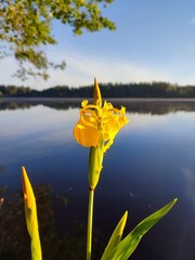yellow bud of an iris flower against the backdrop of a forest lake in early summer on a sunny day