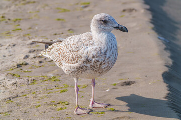 stretching seagull on the shore Close up view of white bird seagulls walking by the beach against natural background. A seagull staring at the camera.