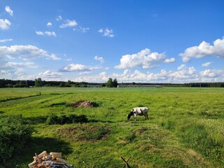 a cow sits on a green field in the village against the blue sky on a sunny summer day
