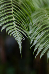 Tropical Green Fern Leaves in Hawaii