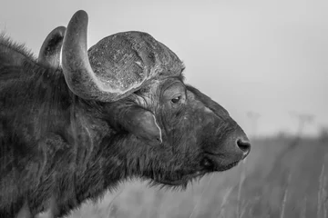 Photo sur Plexiglas Parc national du Cap Le Grand, Australie occidentale African Buffalo bull portrait with big horns