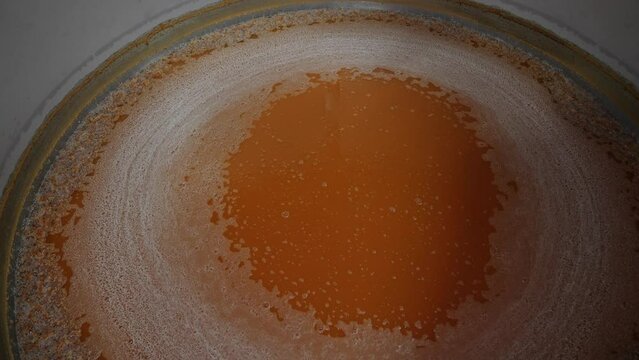 Craft beer production process. Beer tank with hops and malt. beer ferments in a brewery in a tank