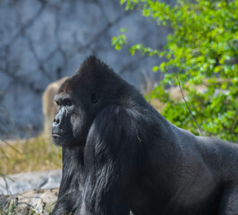 An isolated and lonely silverback gorilla