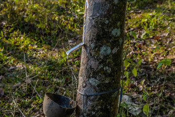 Fototapeta premium Rubber elastic latex extracted from Rubber tree Kerala