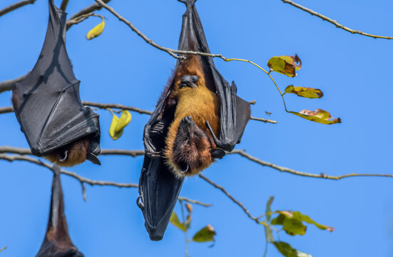 Indian flying fox (Pteropus medius) also known as the greater Indian fruit bat hanging in Bharatpur bird sanctuary