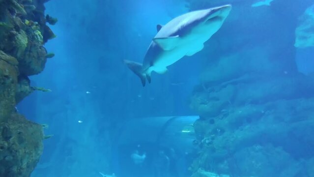 Fat shark swim in blue water of aquarium near tube with unrecognized people