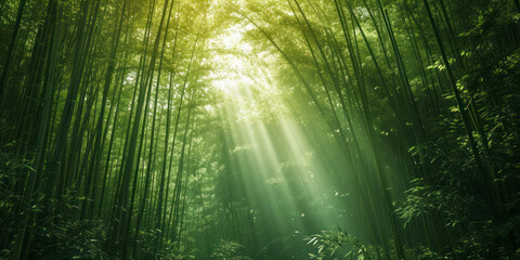 Tranquil bamboo forest, a peaceful wallpaper featuring a dense bamboo forest with sunlight filtering through.