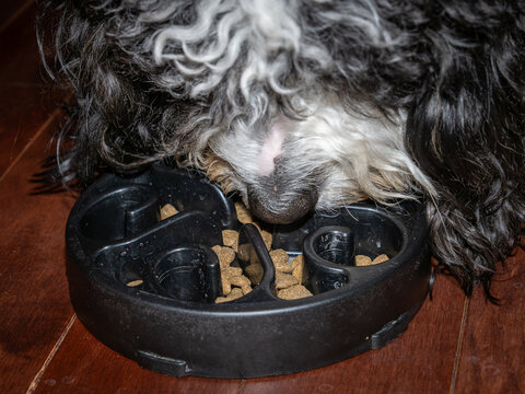 Close-up of a Bernedoodle puppy eating dog food from a black slow feeder.