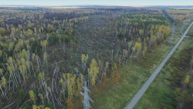 Lot of fallen trees after hurricane in forest near power line and bicycle path