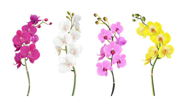 3d realistic vector illustration. Colorful orchid stems in white, pink, yellow color. Isolated on white background.