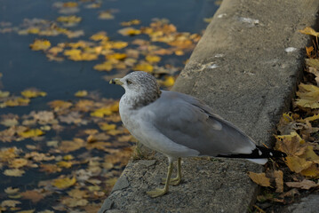 The Calm Larus is watching