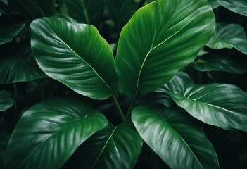 Closeup green leaves of tropical plant in garden Dense dark green leaf with beauty pattern texture b