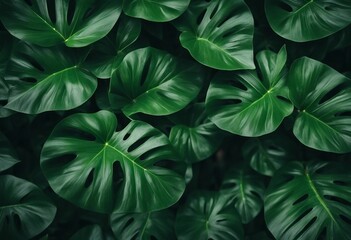 Closeup green leaves of tropical plant in garden Dense dark green leaf with beauty pattern texture b