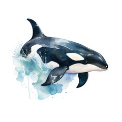 Obraz premium Watercolor-Style orca fish with White Background